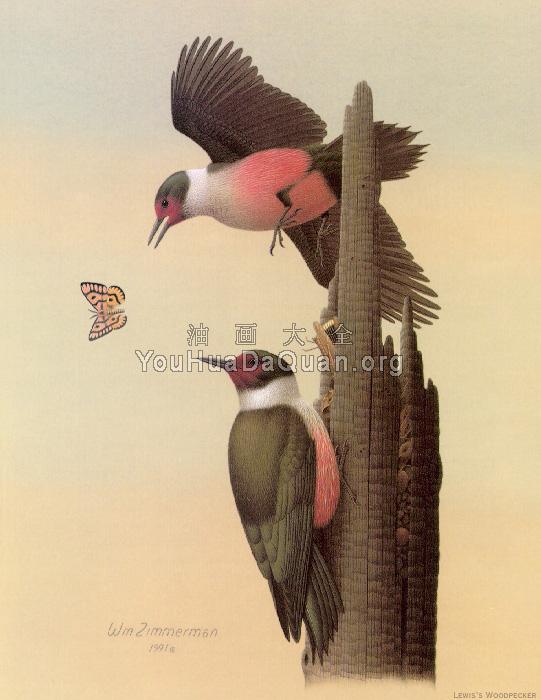 Lewis Woodpecker - 威廉·齐默曼